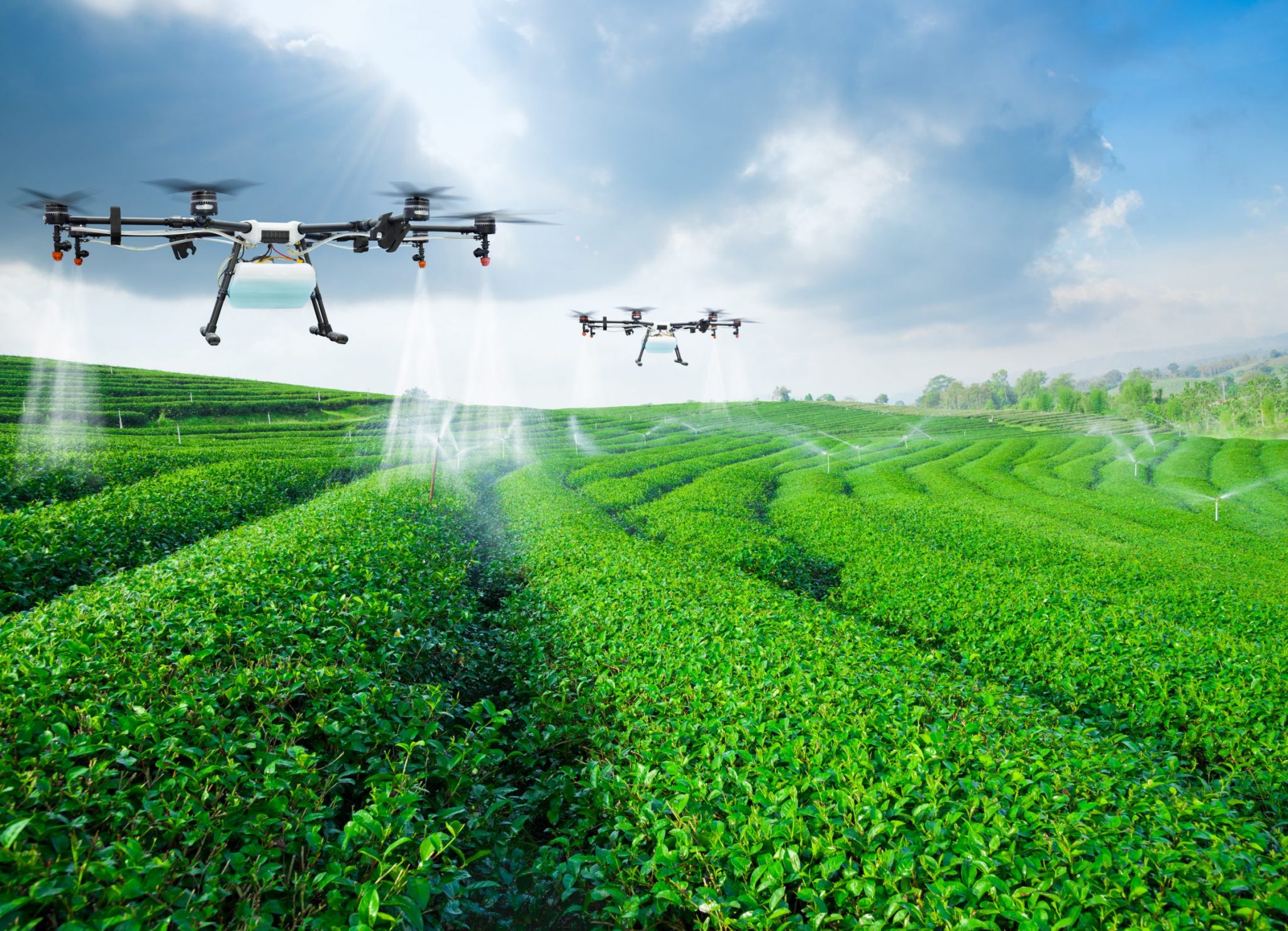 Agriculture drone fly to sprayed fertilizer on the green tea fields, Smart farm 4.0 concept